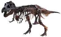 Tyrannosaurus rex