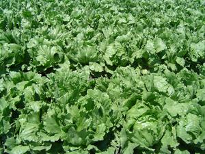 Lactuca sativa