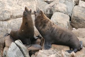 Arctocephalus forsteri