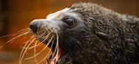 Australia reports first mammal bird flu case