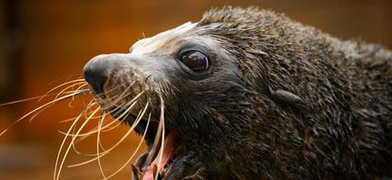Australia reports first mammal bird flu case