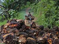 Indonesia overhauls commodity exports