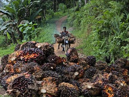 Indonesia overhauls commodity exports