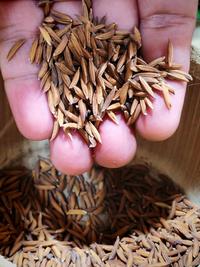 South Cotabato Town Named Philippines’ First FAO Agrifood Village