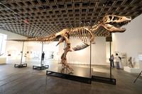 T. Rex 'Gus' Fetches Record $50.1 Million