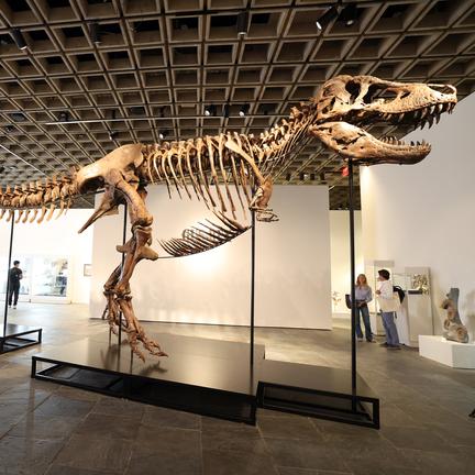 T. rex ‘Gus’ Sells for $50.1 Million