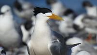Bird Flu Cases Surge Across Australia, Mass Mortality Feared