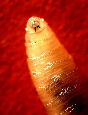 Cochliomyia hominivorax