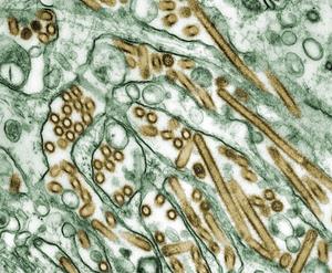 influenza A virus subtype H5N1