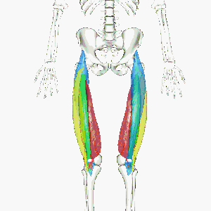 quadriceps femoris muscle