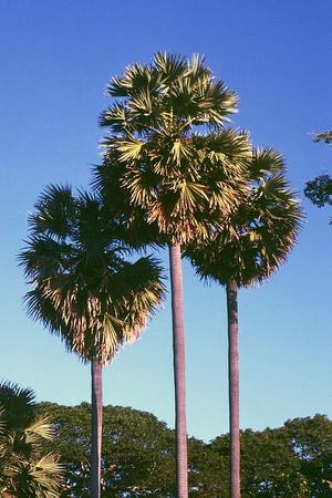 East Nusa Tenggara