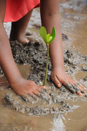 Mangrove restoration