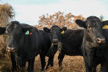 El Niño Climate Event Imminent