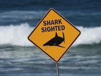 Third Fatal Shark Attack in Australia