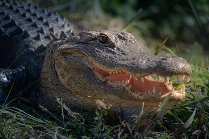 Clavicular charged over alligator shooting