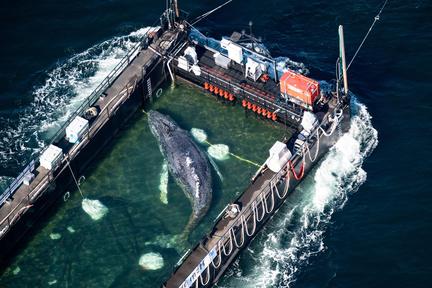 Timmy the whale released