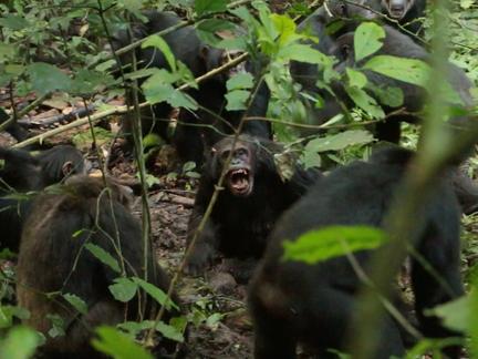 Chimpanzee 'Civil War' Stuns Scientists
