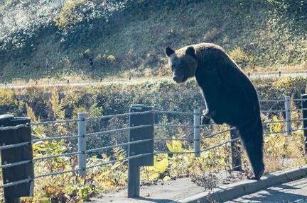 Bear Attacks Prompt Japan School Closures