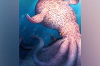 Giant kraken-like octopus discovered