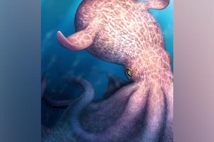 Giant kraken-like octopus discovered
