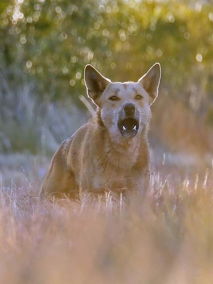Dingo attacks in Karijini