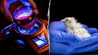 De-extinction firm hatches chicks