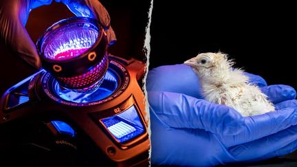De-extinction firm hatches chicks