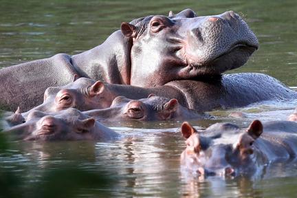 Colombia to Cull Escobar's Hippos