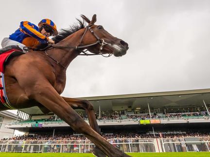 French Derby Won by Constitution River