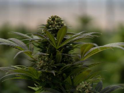 Trump reclassifies medical marijuana