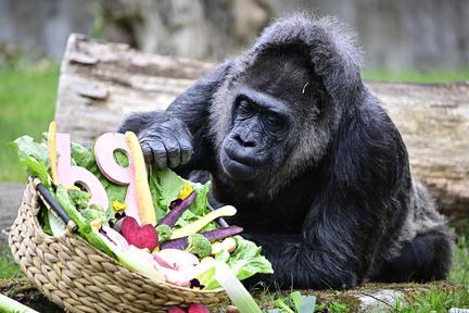 Fatou the gorilla turns 69