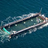 Timmy the whale released