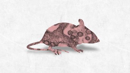 Hantavirus cases rise on cruise ship