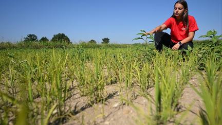 European Heat Wave Deaths Surge