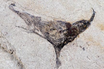 Fossils reveal transition to complex life