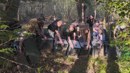 Beaver reintroduction in East Sussex