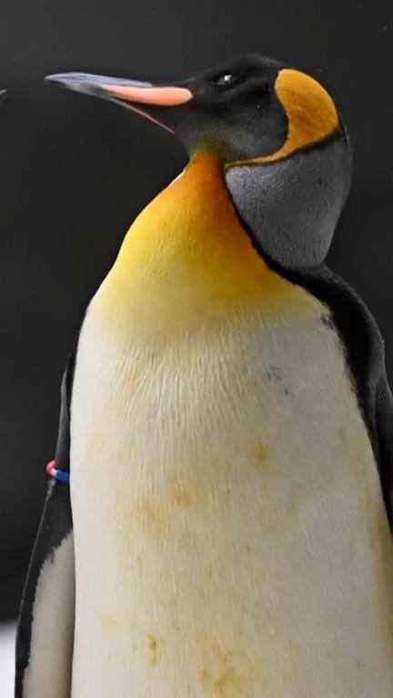 Emperor Penguins Declared Endangered