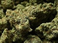 Trump Reschedules Medical Marijuana