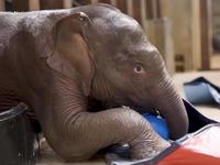 Baby Elephant Linh Mai Debuts