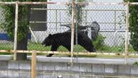 Black Bear Captured Near Tokyo