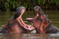 Colombia to Cull 'Cocaine Hippos'
