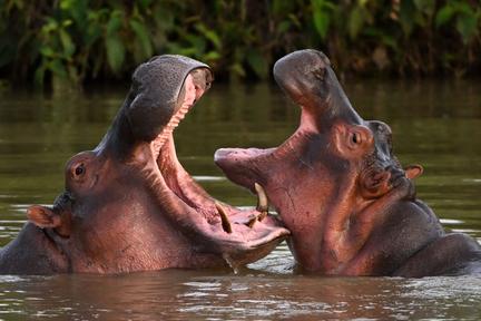 Colombia to cull 'cocaine hippos'