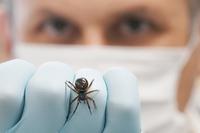 Spider bite admissions rise in UK