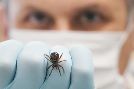 Spider bite admissions rise in UK