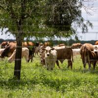 Screwworm Outbreak in Texas