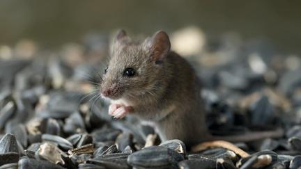 Hantavirus found in NW rodents