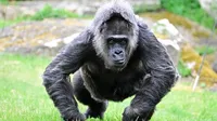 World's Oldest Gorilla Turns 69
