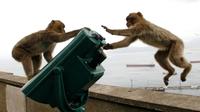 Gibraltar Monkeys Eating Soil