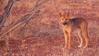 Dingo Attacks in Karijini Park