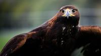Golden Eagles Return to England